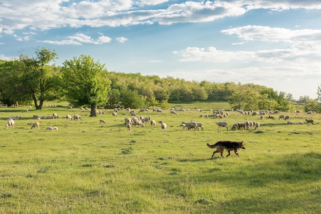 Pecore e capre pascolano sull'erba verde in primavera