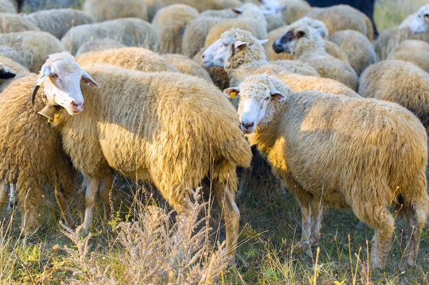 Pecore e capre pascolano sull'erba verde in primavera