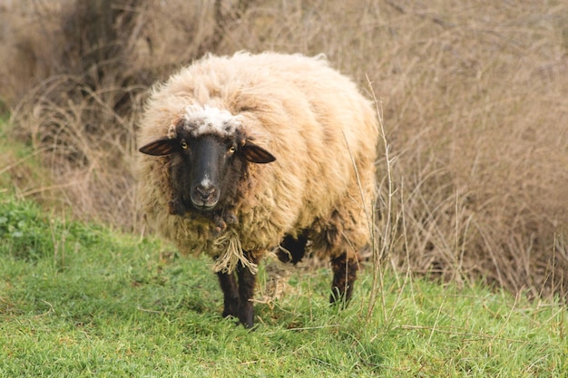 Pecore e capre pascolano sull'erba verde in primavera