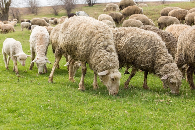 Pecore e capre pascolano sull'erba verde in primavera