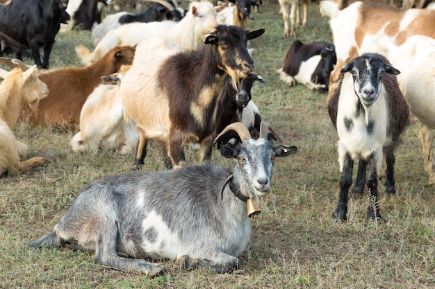 Pecore e capre pascolano sull'erba verde in primavera