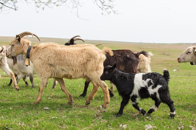 Pecore e capre pascolano sull'erba verde in primavera