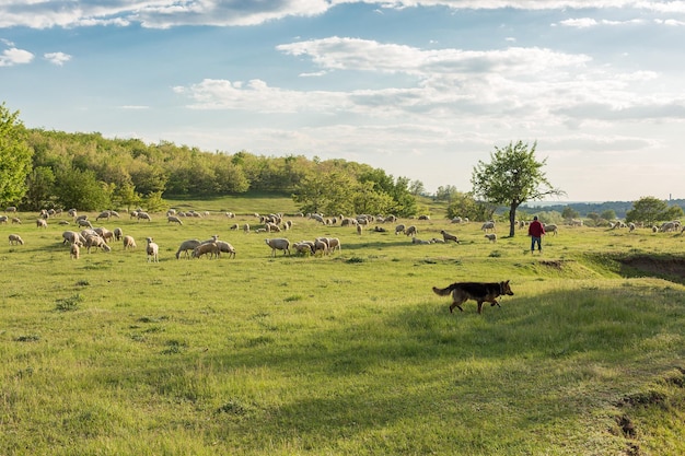 Pecore e capre pascolano sull'erba verde in primavera