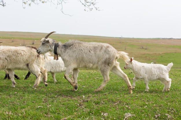 Pecore e capre pascolano sull'erba verde in primavera