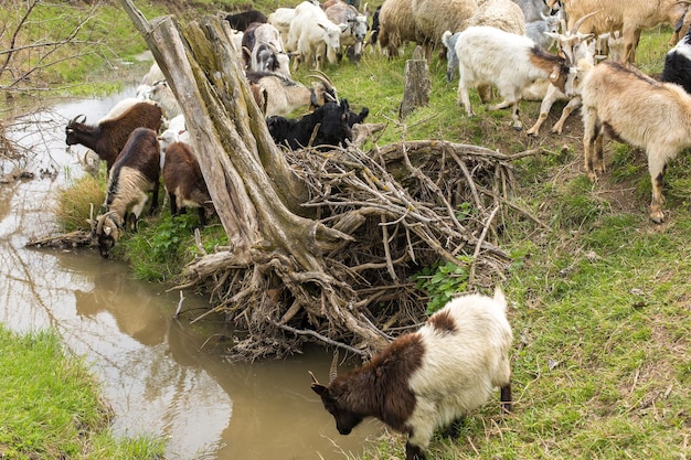 Pecore e capre pascolano sull'erba verde in primaverax9