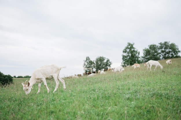 Pecore e capre sui terreni agricoli collinari