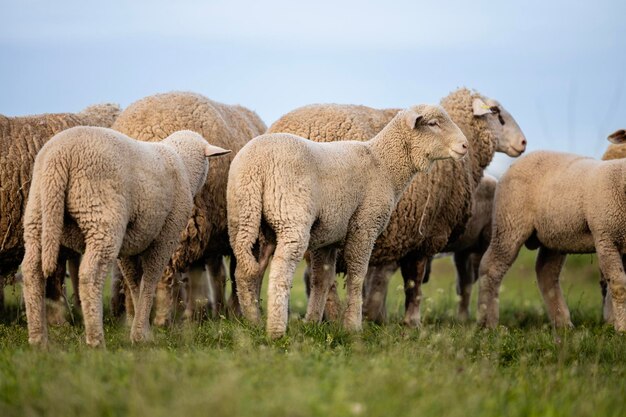 Pecore gregge animali domestici in piedi nell'azienda agricola