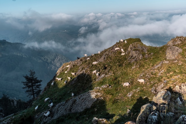 Pecore in cima a Peñas de Aya