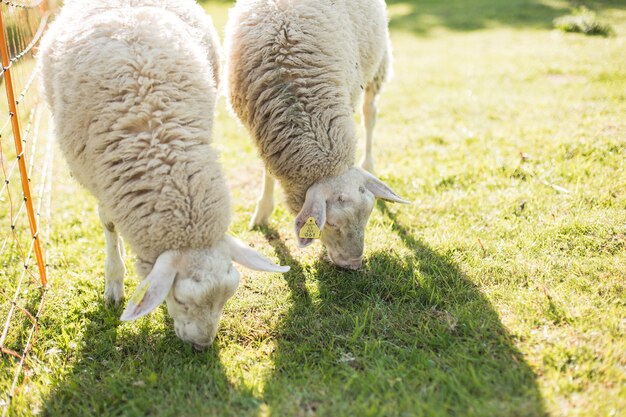 Pecore in natura sul prato Agricoltura all'aperto