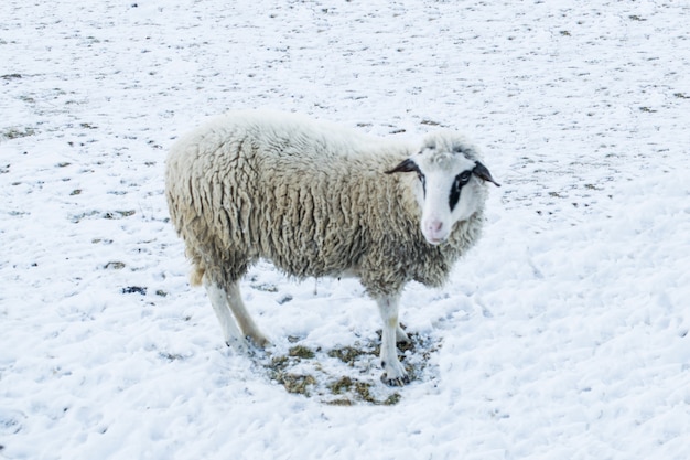 Pecore in natura sul prato sulla neve.