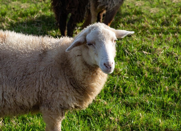 Pecore in natura sul prato