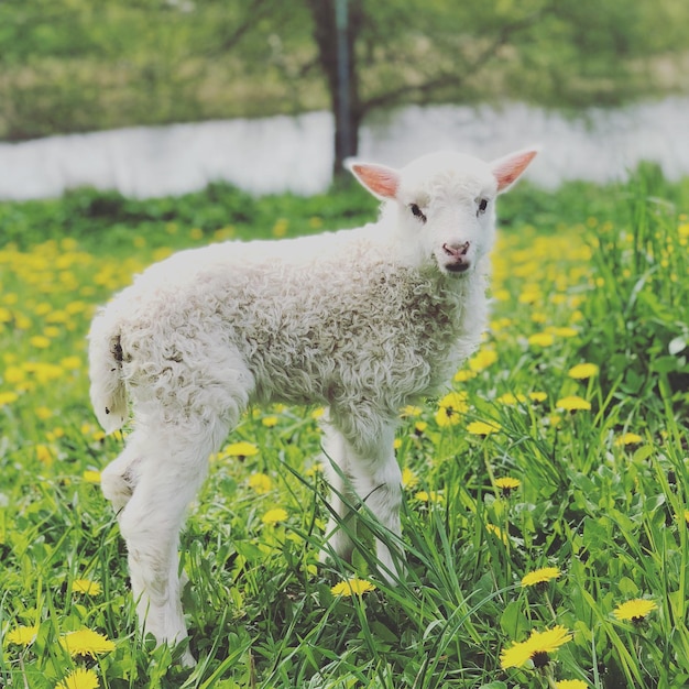 Pecore in piedi in un campo