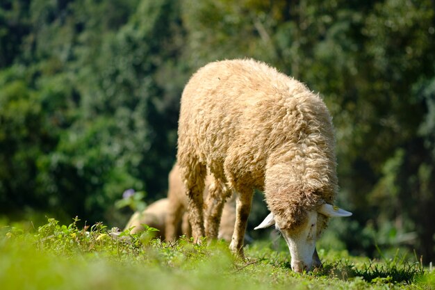 Pecore in terreni agricoli che mangiano prato