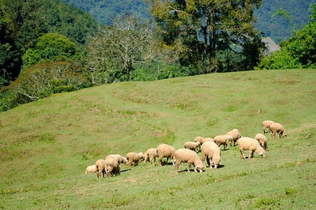 Pecore in terreni agricoli che mangiano prato