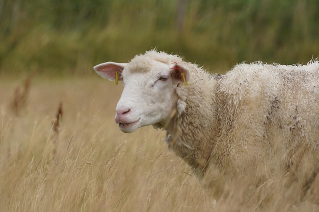 Pecore in un campo asciutto