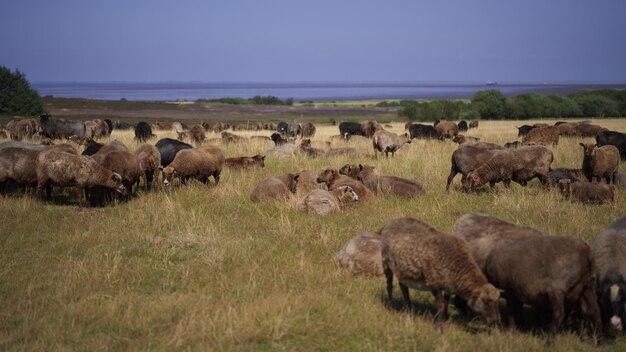 pecore in un campo