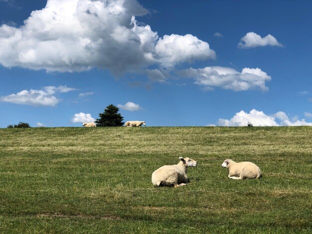 pecore in un campo