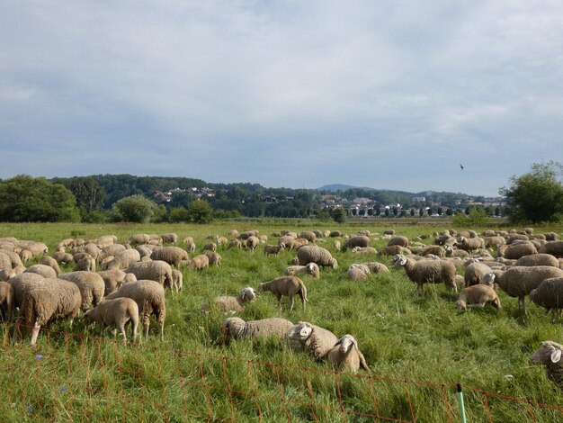 Pecore in un campo