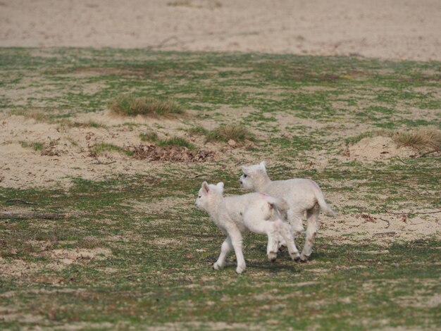 Pecore in un campo