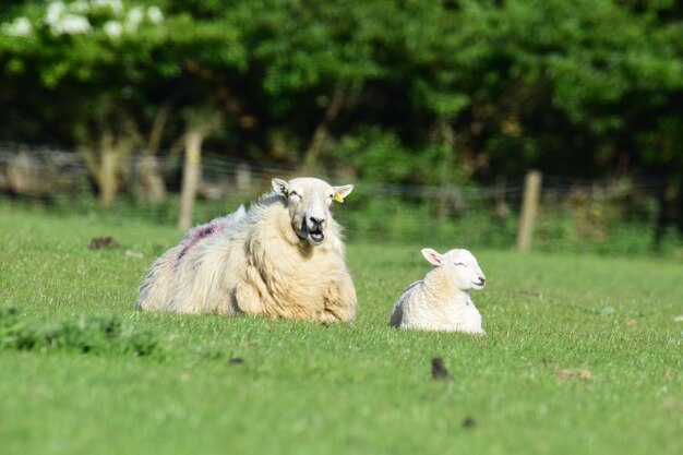 pecore in un campo