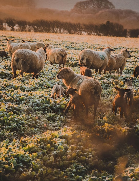 pecore in un campo