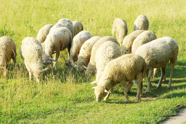 pecore in un prato verde