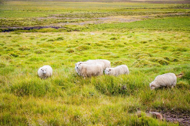 Pecore islandesi che pascolano in pascoli verdi vicino alla strada e all'autostrada del circuito Ringroad Islanda
