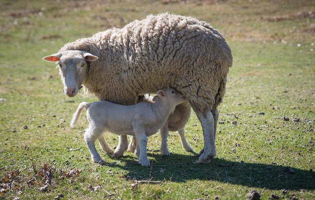 Pecore Merino che alimentano gli agnelli in un campo erboso in Nuova Zelanda