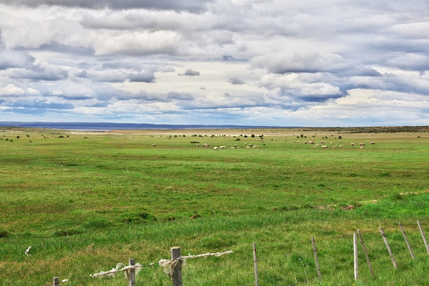Pecore nel campo della Patagonia, Cile