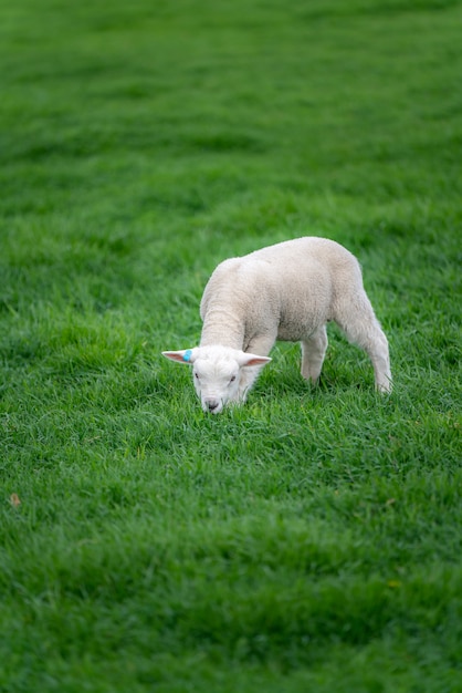 Pecore Nel Campo Verde