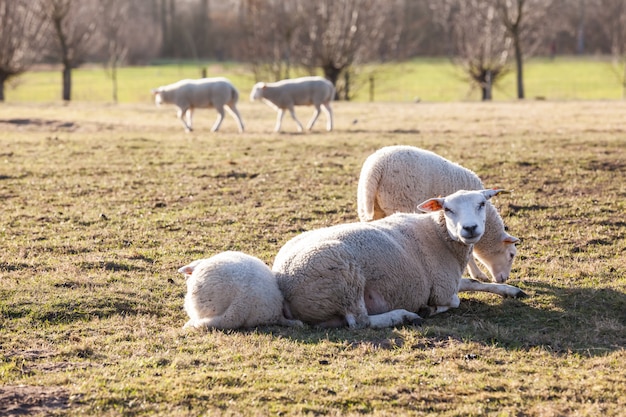 Pecore nel campo