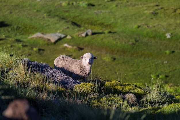 Pecore nel prato verde della montagna