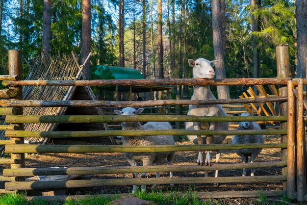 Pecore nel recinto. Animali domestici di pecora in fattoria.