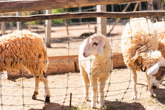 Pecore nella gabbia allo zoo