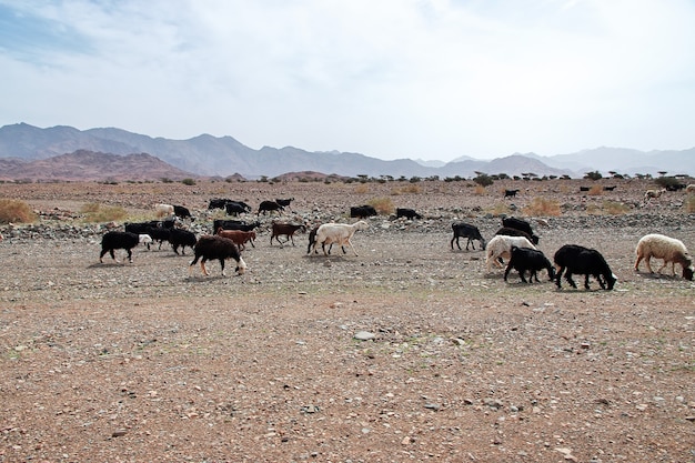 Pecore nelle montagne dell'Arabia Saudita