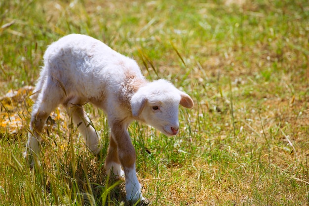 Pecore neonate dell&#39;agnello del bambino che stanno sul campo di erba