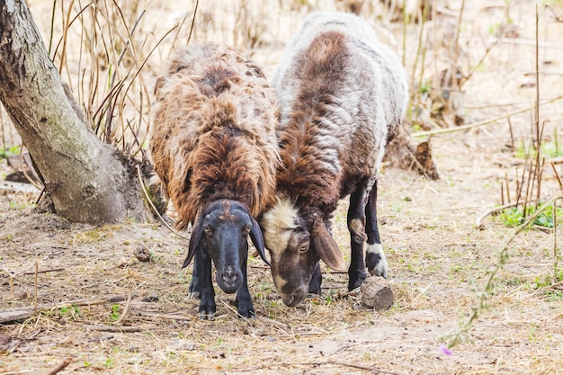 Pecore purosangue nella fattoria in cerca di cibo