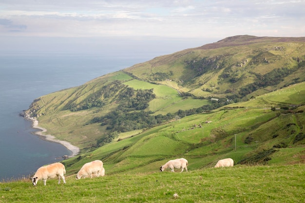 Pecore su Torr Head, County Antrim, Irlanda del Nord, Europa