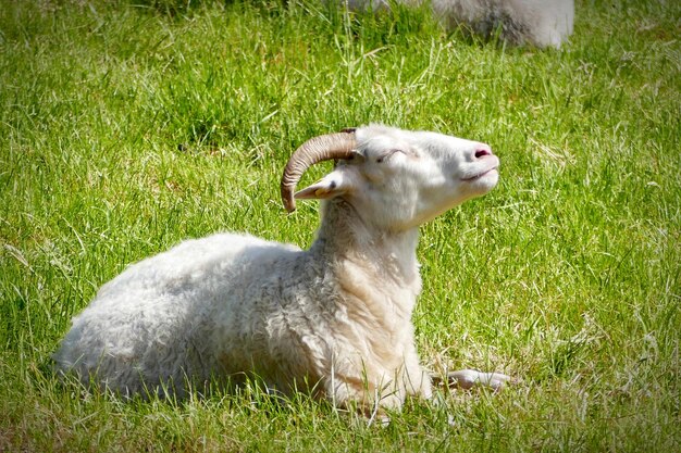 Pecore su un campo erboso