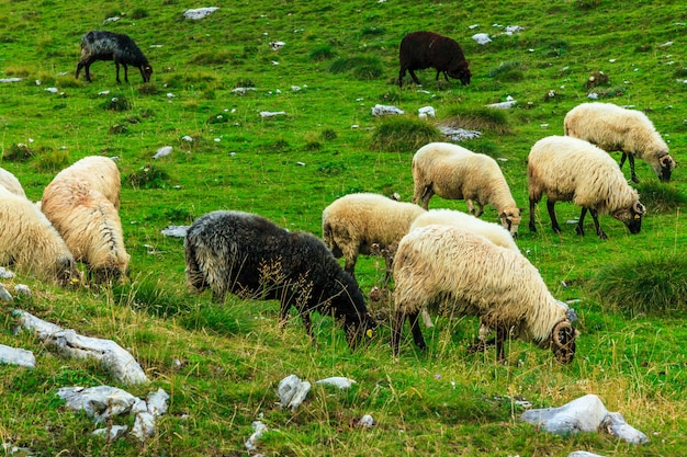 Pecore sui campi di montagna.