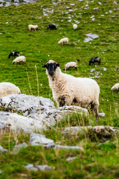 Pecore sui campi di montagna.