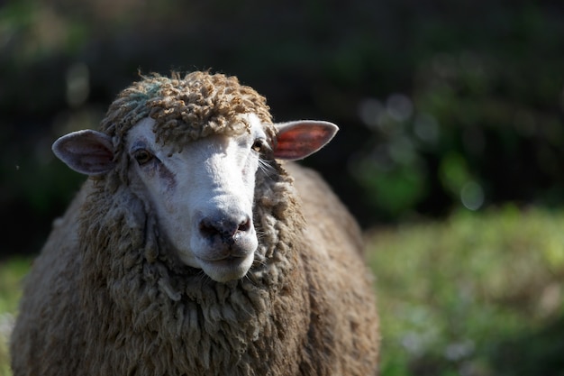 Pecore sul bellissimo prato di montagna