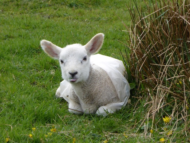 Pecore sul campo erboso