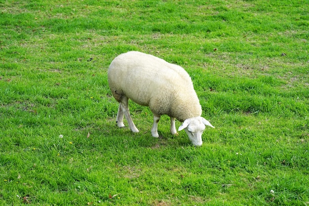 Pecore sul campo verde