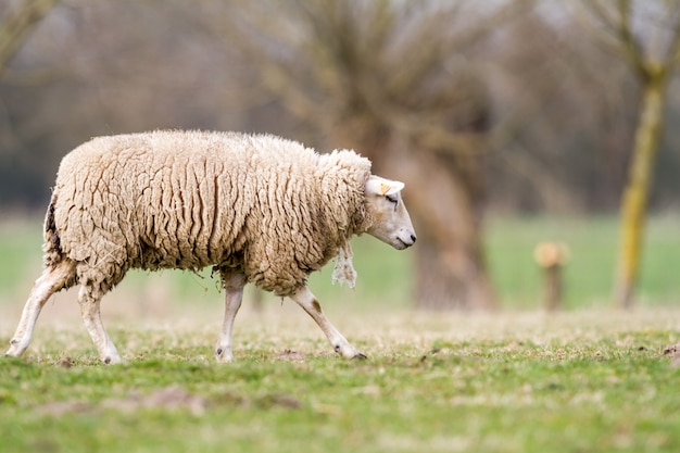 Pecore sul campo