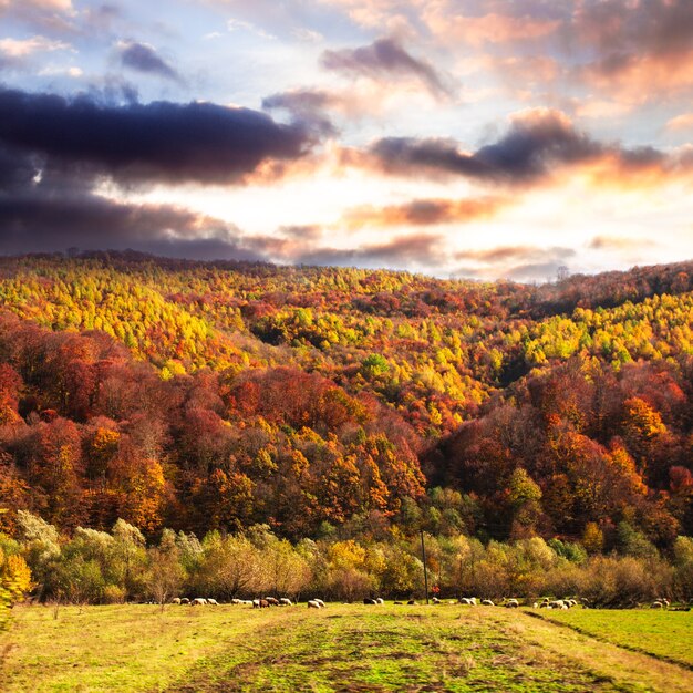 Pecore sul prato. Paesaggio autunnale con montagne