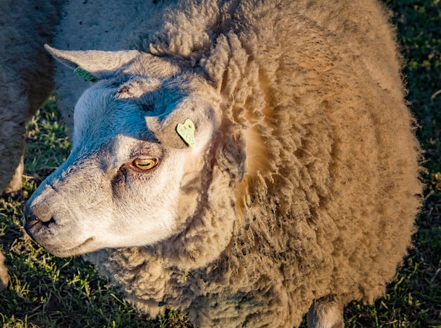 Pecore sul prato stagione primaverile nel villaggio