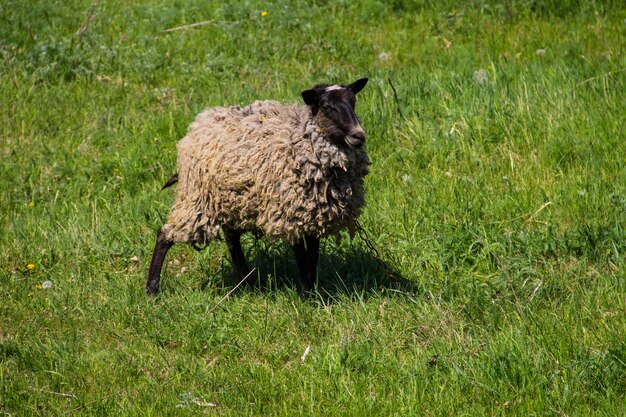 Pecore sul prato verde