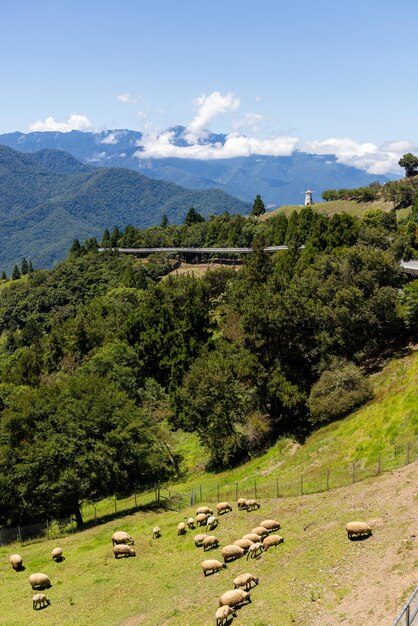 Pecore sulla prateria della fattoria Cingjing di Nantou a Taiwan