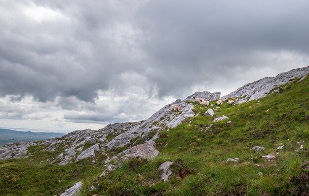 Pecore sulle rocce con una splendida vista del paesaggio dalla vetta del monte Derryclare.